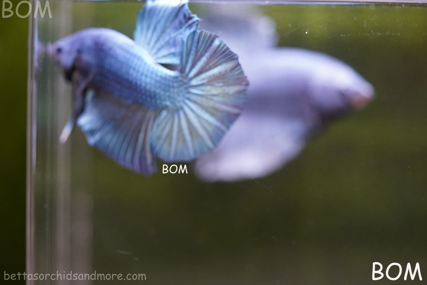 Betta Plakat GIANT MALE BLUE SERIES 5 CM BO | BOM-A309
