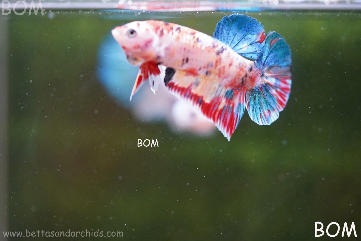 LIVE BETTTA BIG MALE MULTICOLOUR HMPK | BOM-A117