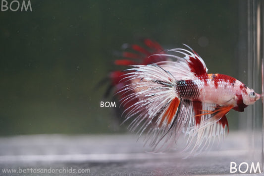 LIVE BETTA MALE CROWN RED KOI :  Unique Fish | BOM-A295
