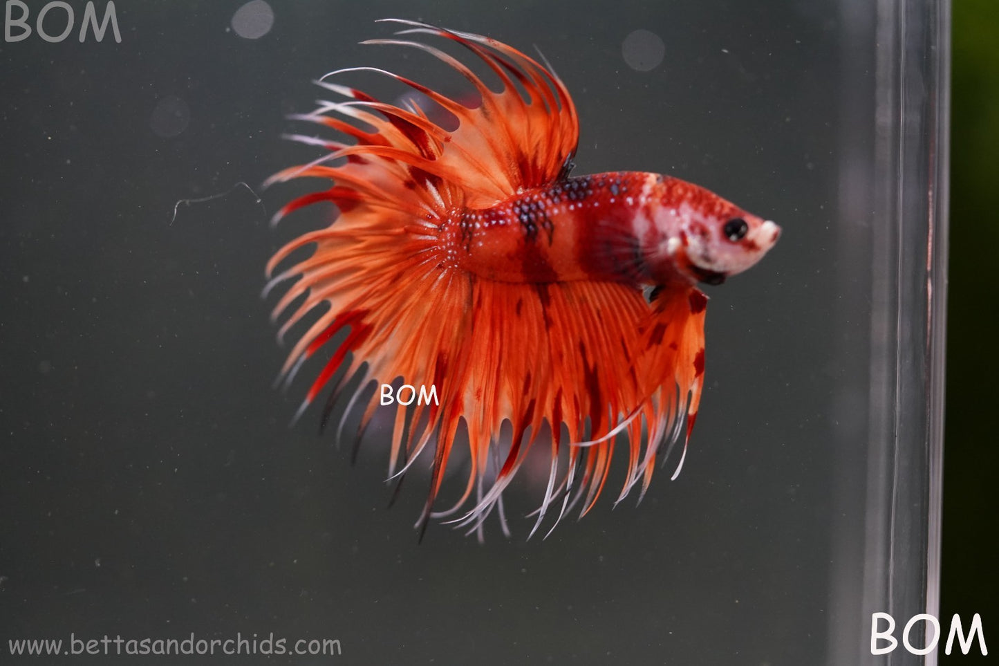 LIVE BETTA MALE CROWN REDS LEOPARDS :  Unique Fish | BOM-A299