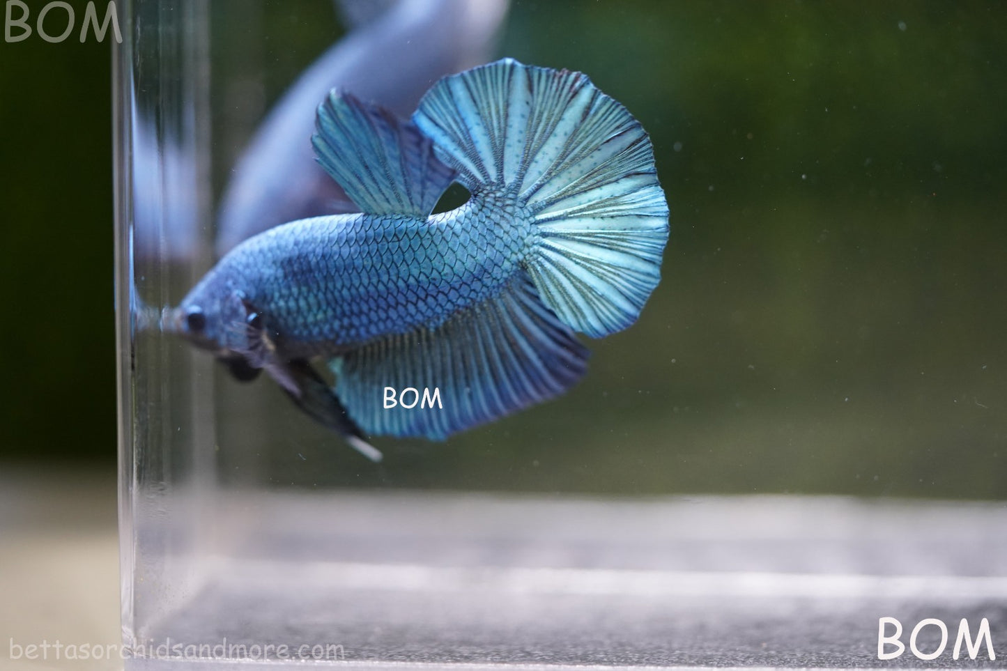 Betta Plakat GIANT MALE BLUE SERIES 5 CM BO | BOM-A309