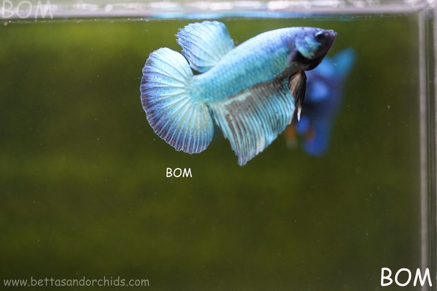 MALE BLUE MASKED FACE SERIES Plakat Betta Fish: Live HMPK BOM-A69