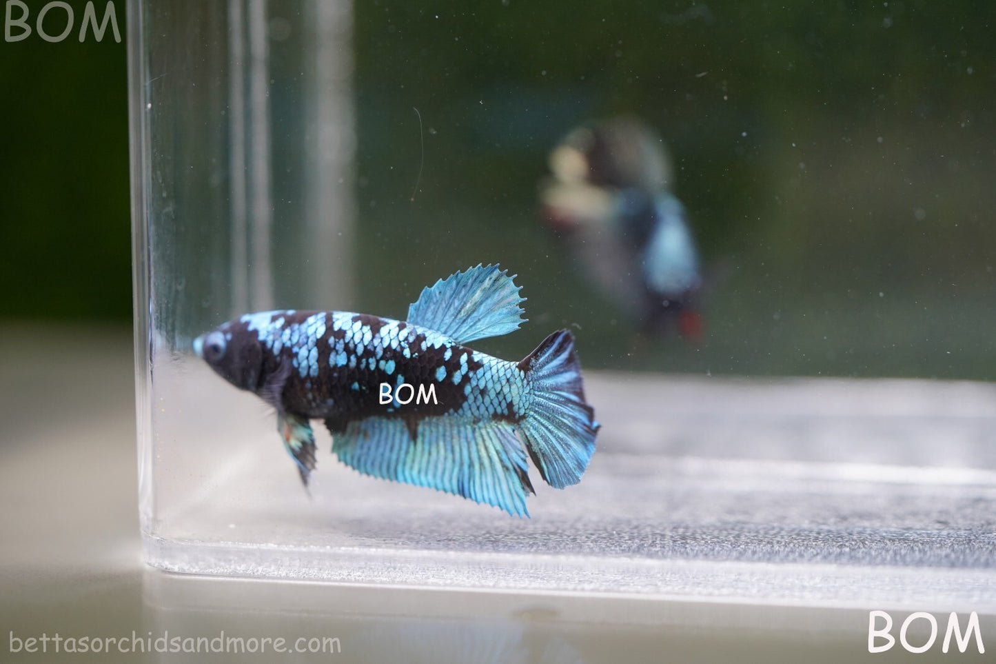 LIVE BETTA FEMALE HALFMOON BLUE AVATAR:  Unique Fish | BOM-A237