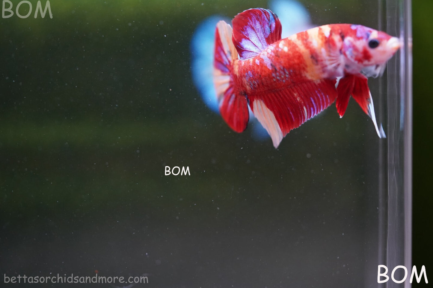 LIVE BETTA HMPK MALE LEOPARD | BOM-A264