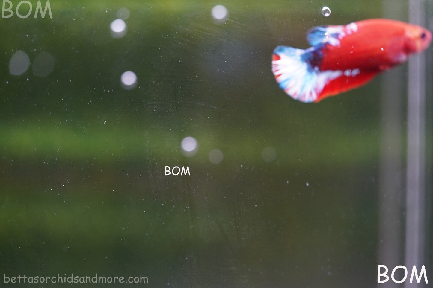 PREMIUM FEMALE HELLBOY HMPK BETTA Fish:Live HMPK | BOM-A227