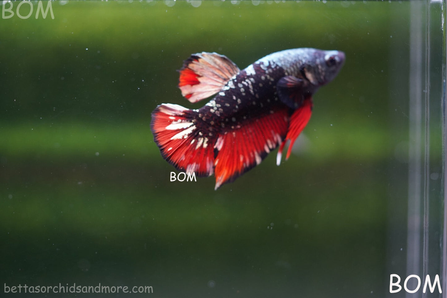 LIVE BETTA MALE AVATAR NEBULA:  Unique Fish | BOM-A234