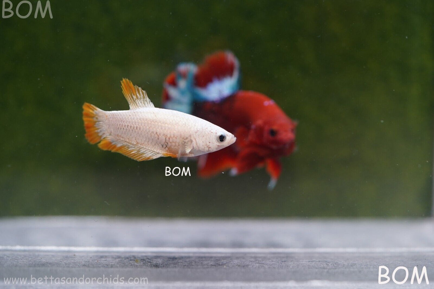 LIVE BETTA HMPK FEMALE YELLOW DRAGON | BOM879