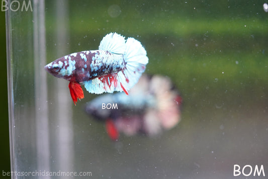 LIVE BETTA FEMALE HALFMOON BLUE AVATAR:  Unique Fish | BOM-A240