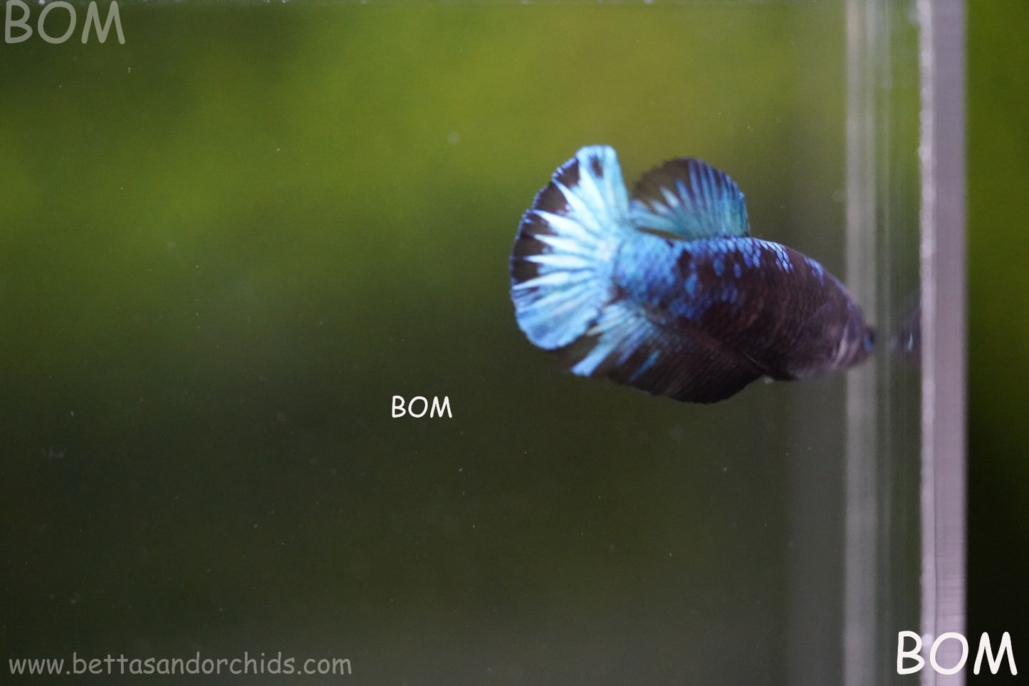LIVE BETTA FEMALE HMPK GORDON GALAXY DUST | BOM-A504