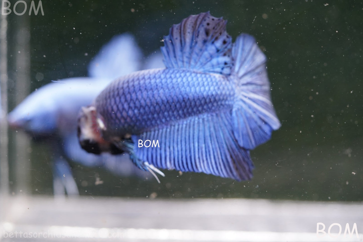 Betta Plakat GIANT MALE BLUE SERIES 5 CM BO | BOM-A305