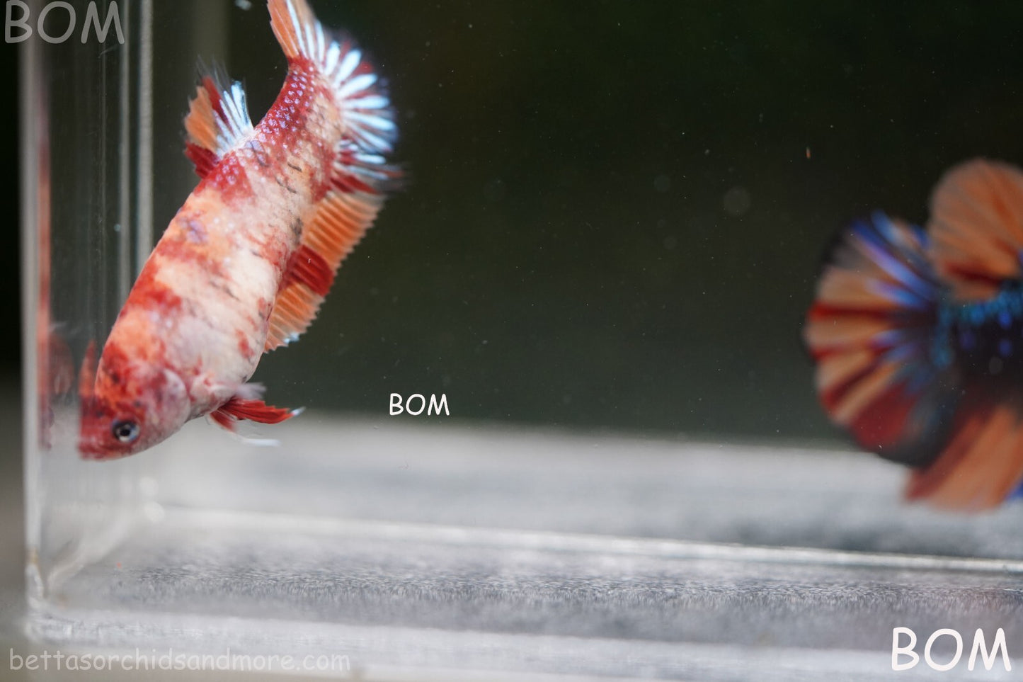 LIVE BETTTA BIG FEMALE MULTICOLOUR HMPK | BOM-A143