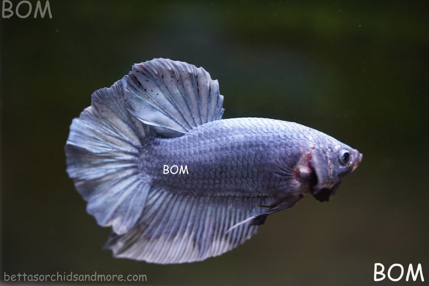 Betta Plakat GIANT MALE BLUE SERIES 5 CM BO | BOM-A306