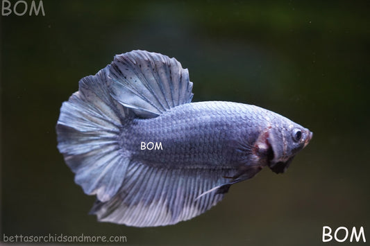 Betta Plakat GIANT MALE BLUE SERIES 5 CM BO | BOM-A306