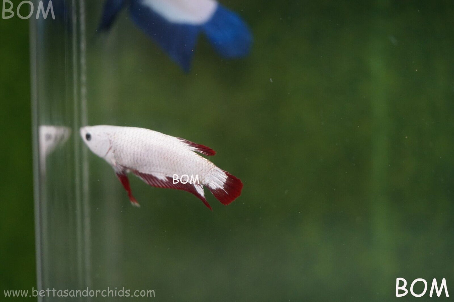LIVE BETTA HMPK FEMALE RED DRAGON | BOM951