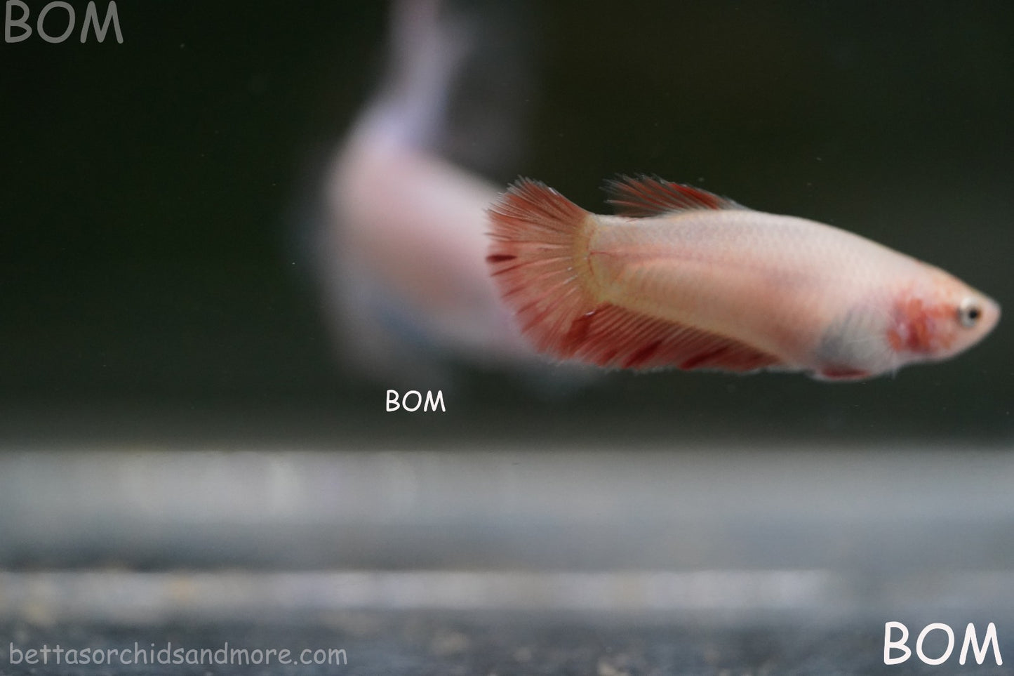 LIVE BETTA FEMALE ARMAGGEDDOM | A VERY UNIQUE FISH  | BOM-A417