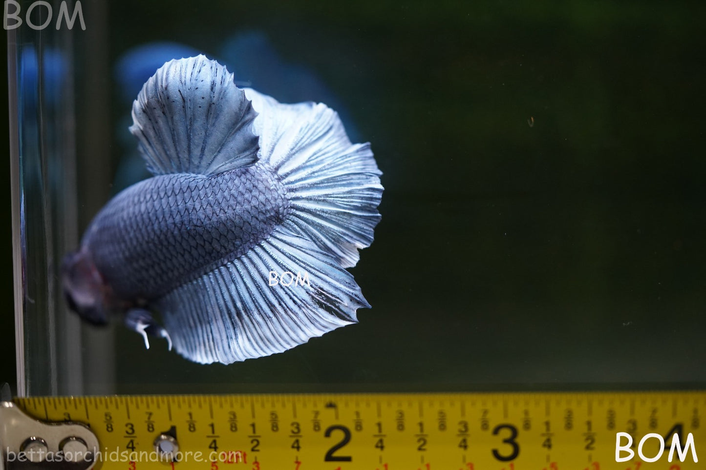 Betta Plakat GIANT MALE BLUE SERIES 5 CM BO | BOM-A306