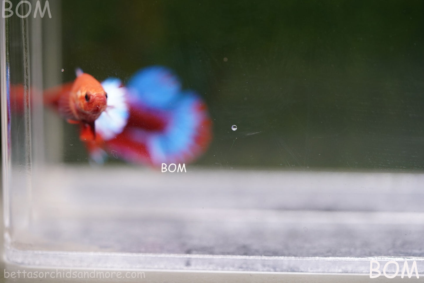 PREMIUM FEMALE HELLBOY HMPK BETTA Fish:Live HMPK | BOM-A227