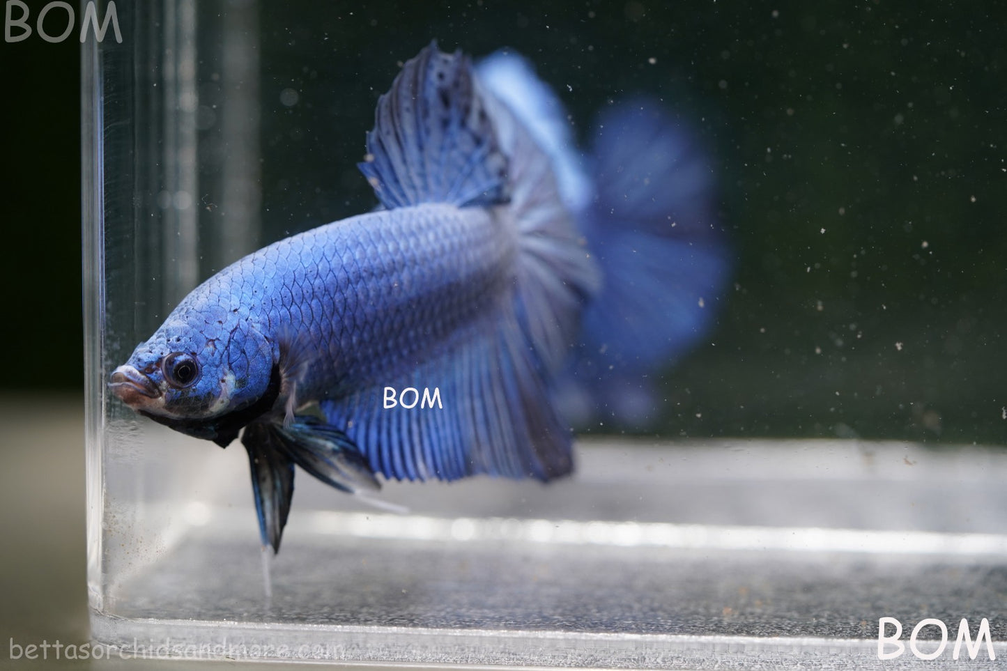 Betta Plakat GIANT MALE BLUE SERIES 5 CM BO | BOM-A305