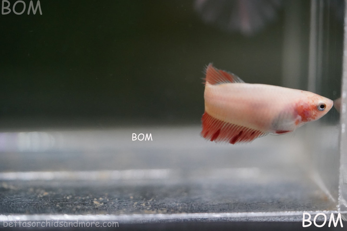 LIVE BETTA FEMALE ARMAGGEDDOM | A VERY UNIQUE FISH  | BOM-A417
