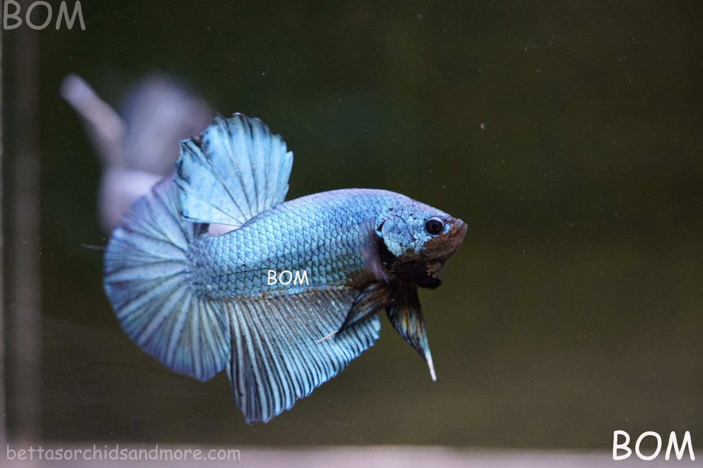 Betta Plakat GIANT MALE BLUE SERIES 5 CM BO | BOM-A309