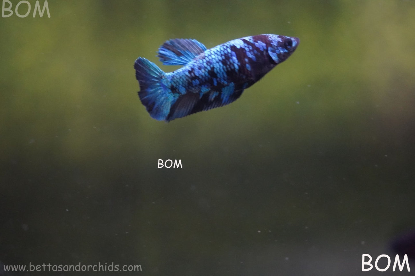 LIVE BETTA FEMALE HMPK GORDON GALAXY DUST | BOM-A503