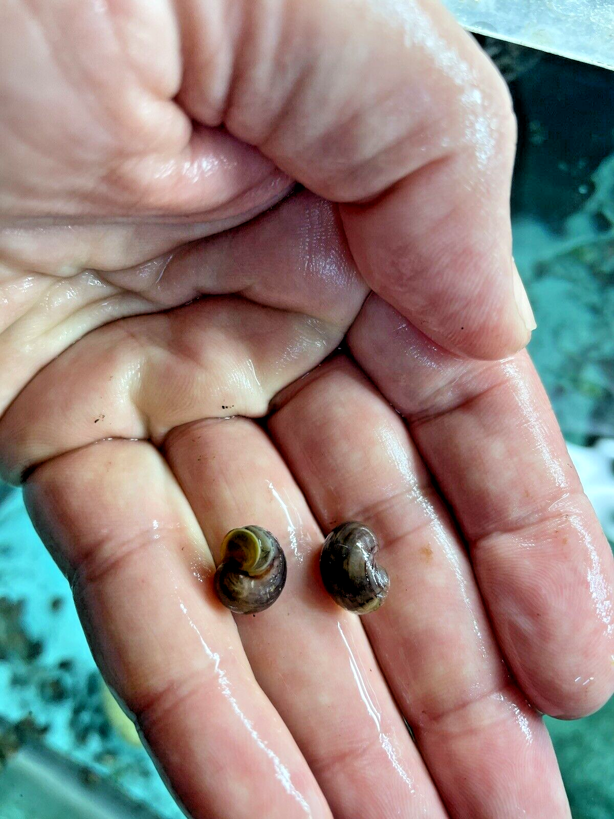 6 PURPLES Mystery Snails| Highest Quality Live: DIME SIZE SNAILS