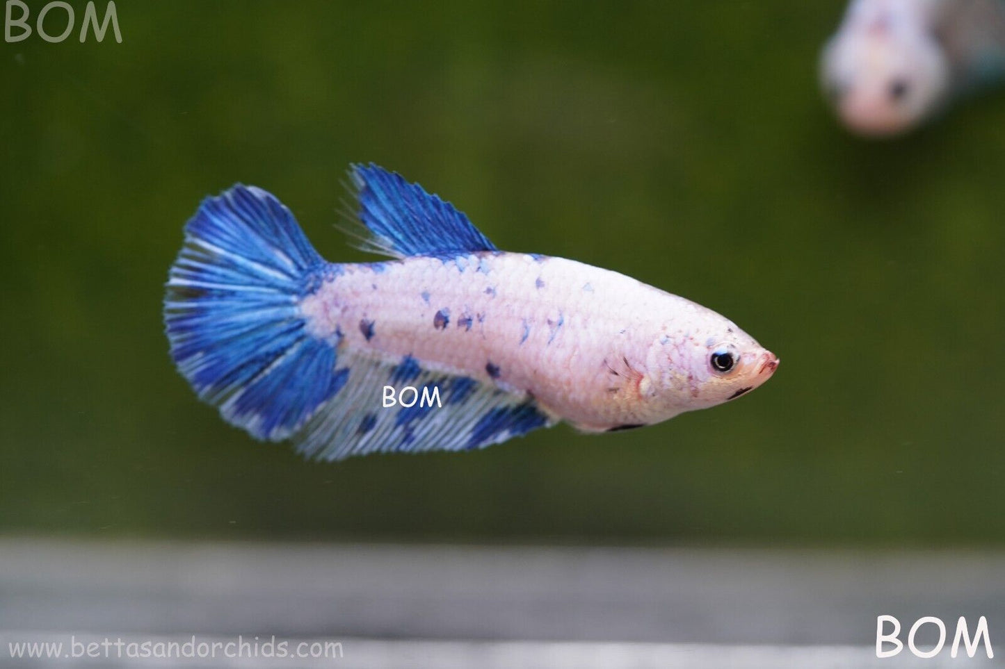 LIVE BETTA FEMALE BLUE MARBLE DOTS HMPK I BOM-A111