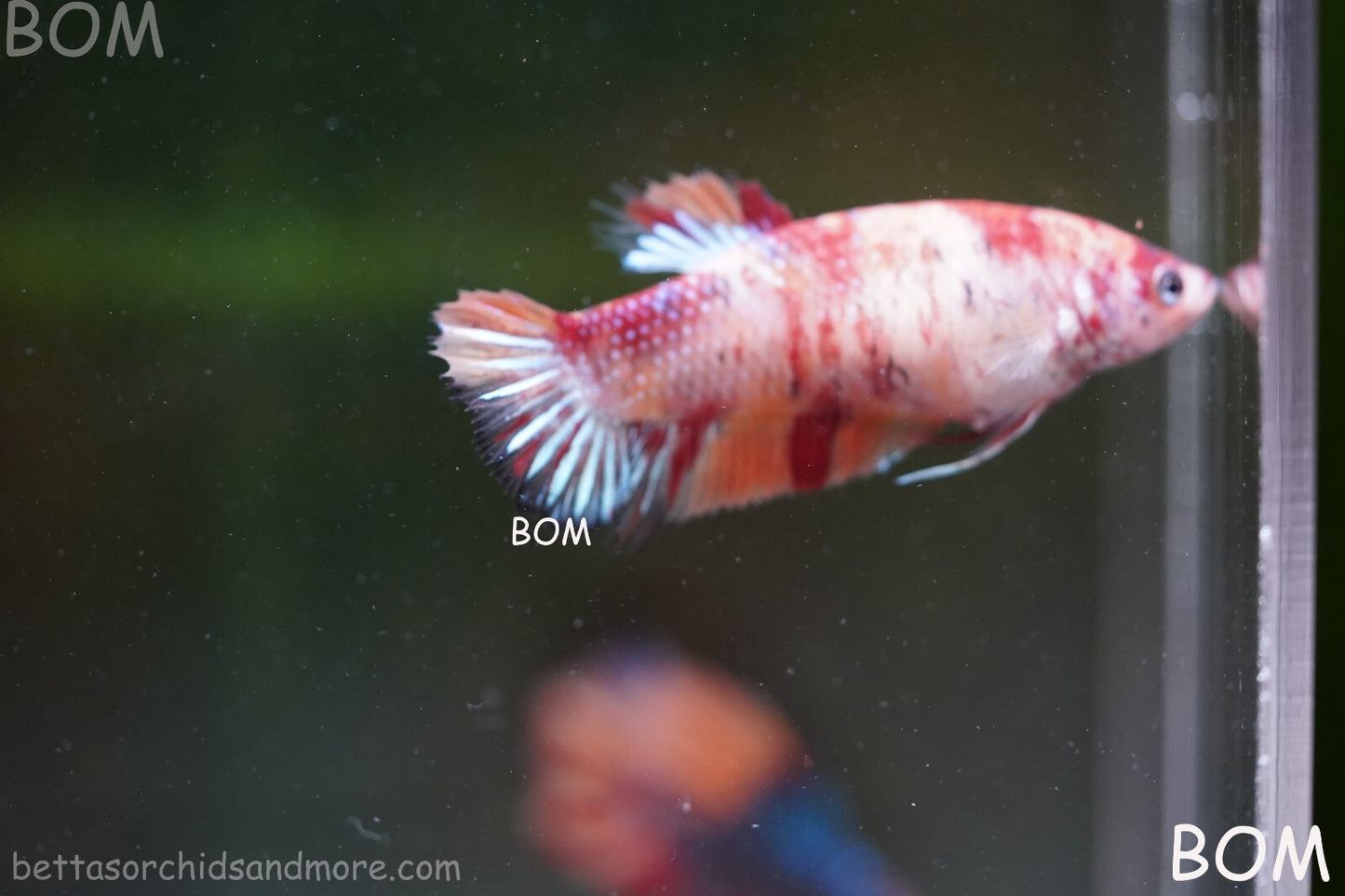 LIVE BETTTA BIG FEMALE MULTICOLOUR HMPK | BOM-A143