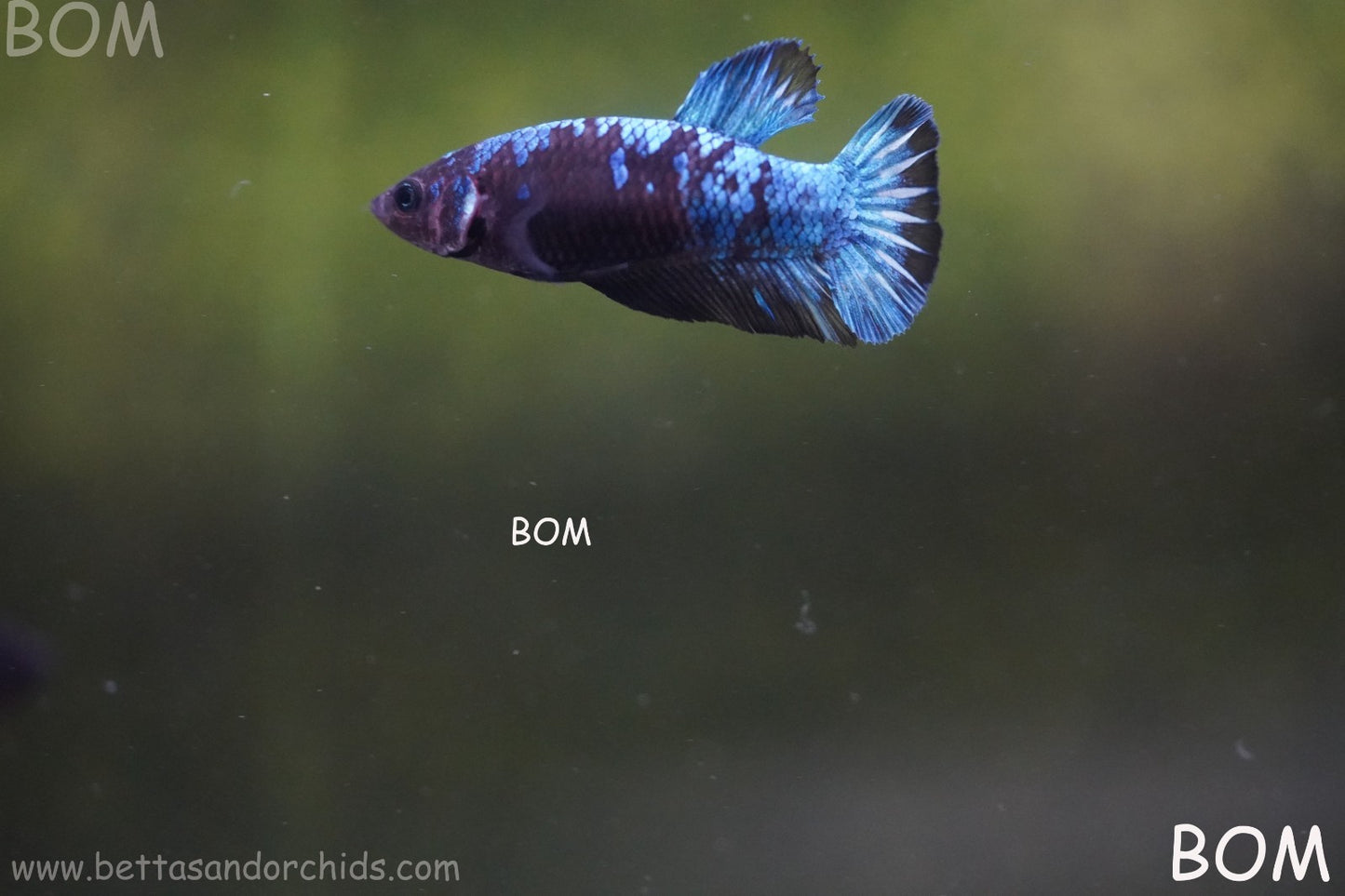 LIVE BETTA FEMALE HMPK GORDON GALAXY DUST | BOM-A504
