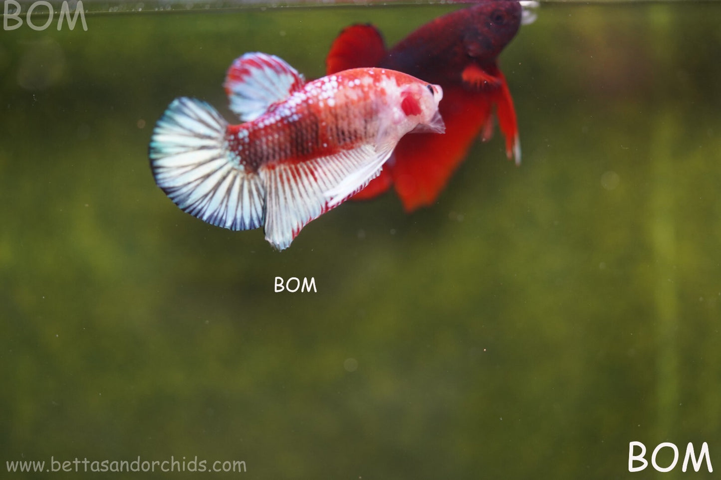 MALE BETTA PLAKAT JUNIOR MULTICOLOUR | BOM845