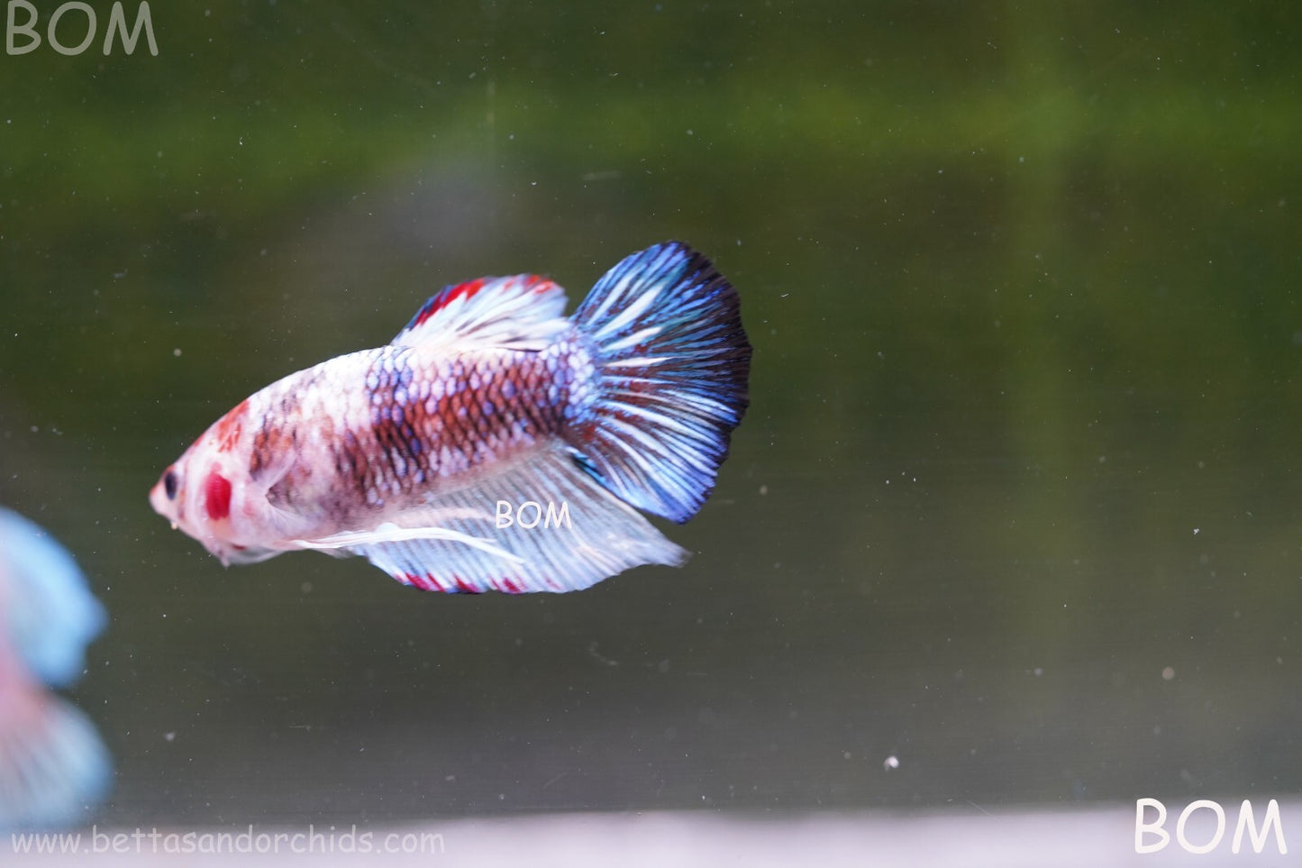 MALE BETTA HMPK MULTICOLOUR | BOM934