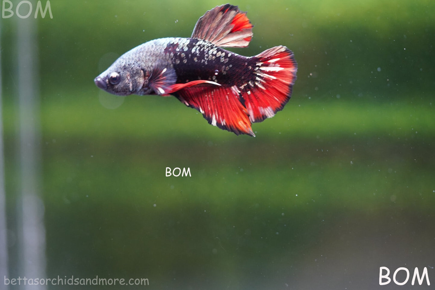 LIVE BETTA MALE AVATAR NEBULA:  Unique Fish | BOM-A234