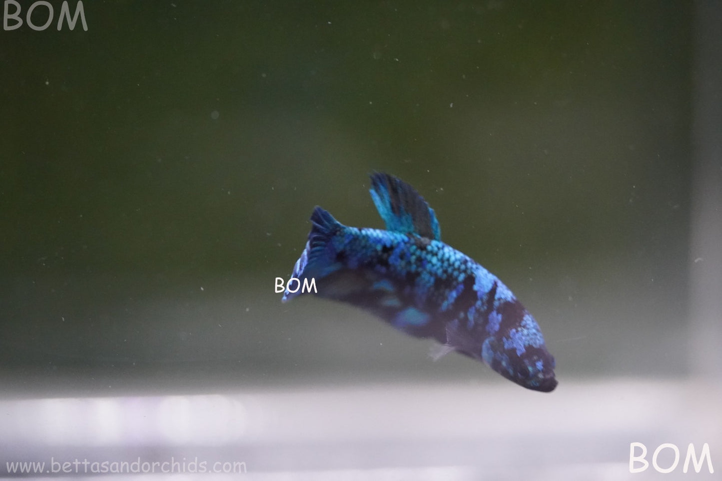 LIVE BETTA FEMALE HMPK GORDON GALAXY DUST | BOM-A503