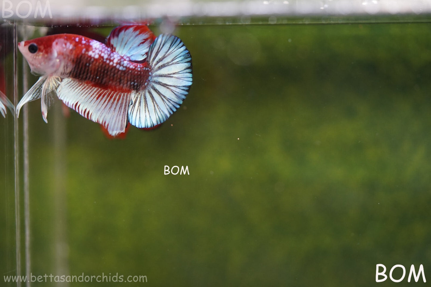 MALE BETTA PLAKAT JUNIOR MULTICOLOUR | BOM845