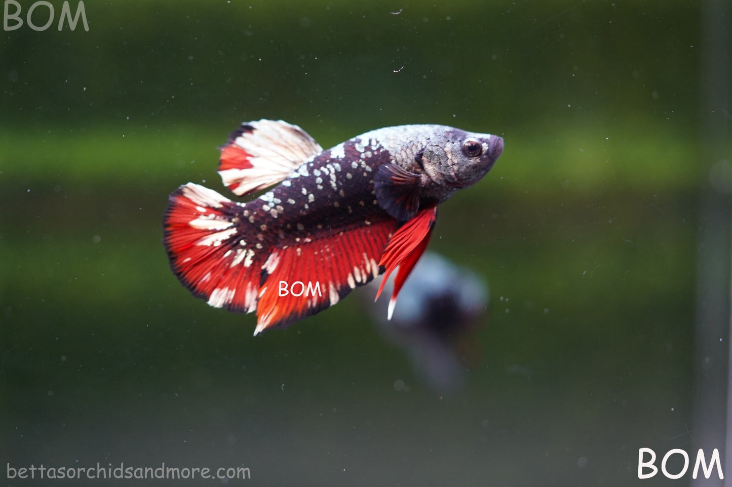 LIVE BETTA MALE AVATAR NEBULA:  Unique Fish | BOM-A234