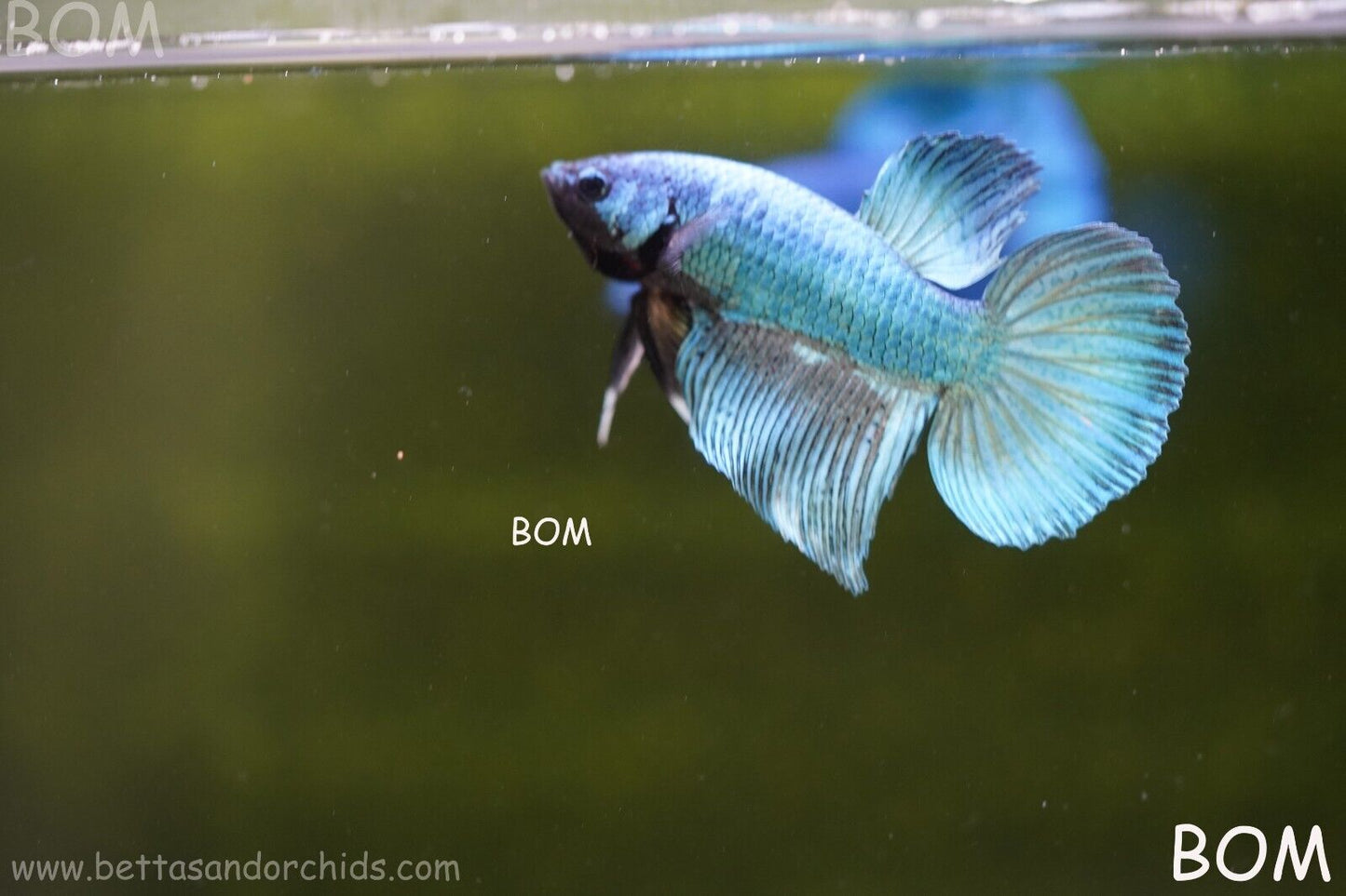 MALE BLUE MASKED FACE SERIES Plakat Betta Fish: Live HMPK BOM-A69