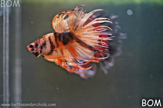 LIVE BETTA MALE CROWN JELLY YELLOW :  Unique Fish | BOM-A301