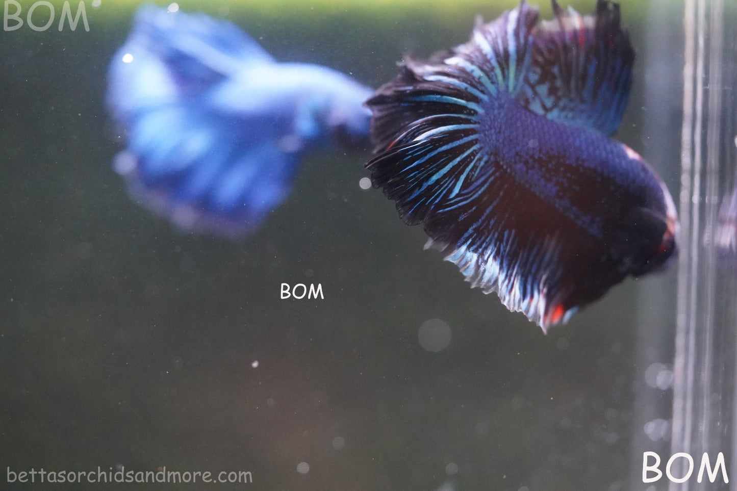 BETTA MALE LIVE HALF MOON TAIL MIDNIGHT BLUE  : Unique Fish | BOM-429