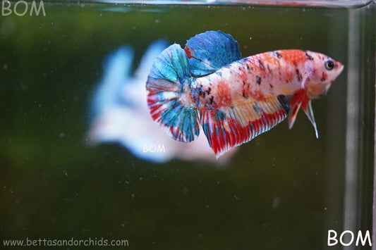 LIVE BETTTA BIG MALE MULTICOLOUR HMPK | BOM-A117