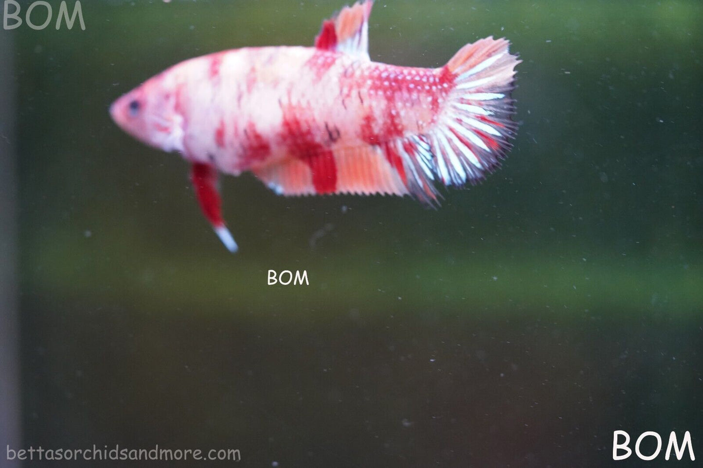 LIVE BETTTA BIG FEMALE MULTICOLOUR HMPK | BOM-A143