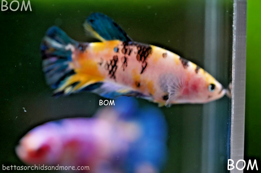 LIVE BETTTA FEMALE METALLIC MULTICOLOUR HMPK BEAUTIFUL COLOURS | BOM-A285