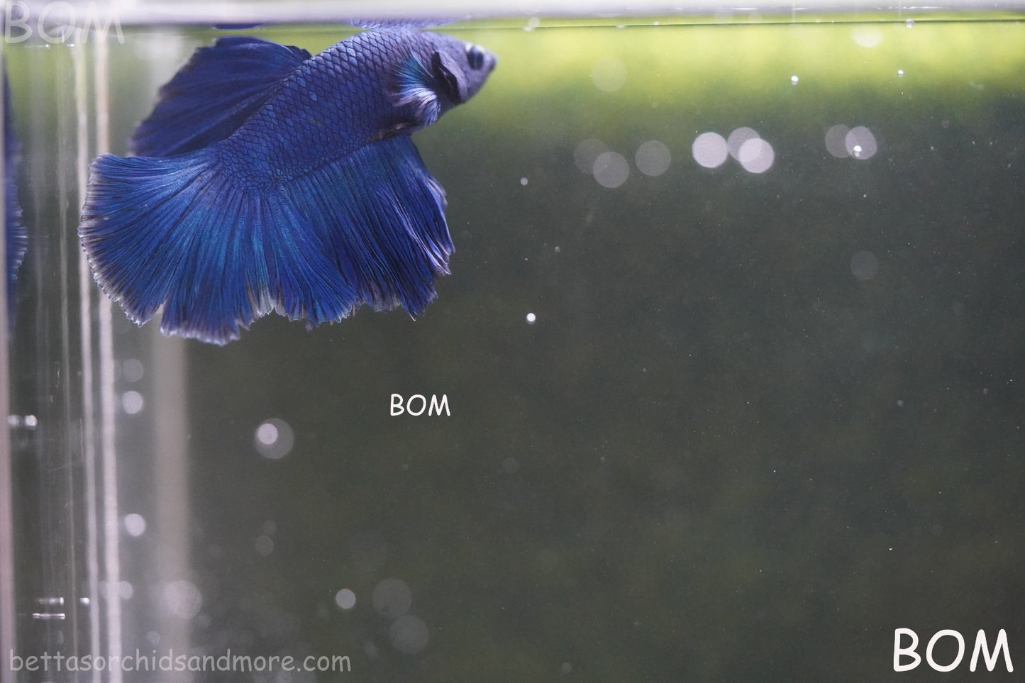 BETTA MALE LIVE HALF MOON TAIL BLUE BUTTERFLY  : Unique Fish | BOM-428