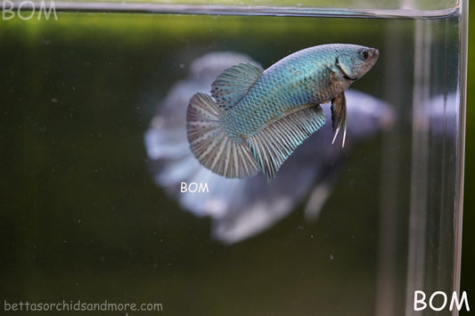LIVE BETTA GIANT FEMALE BLUE SERIES | BOM-A314