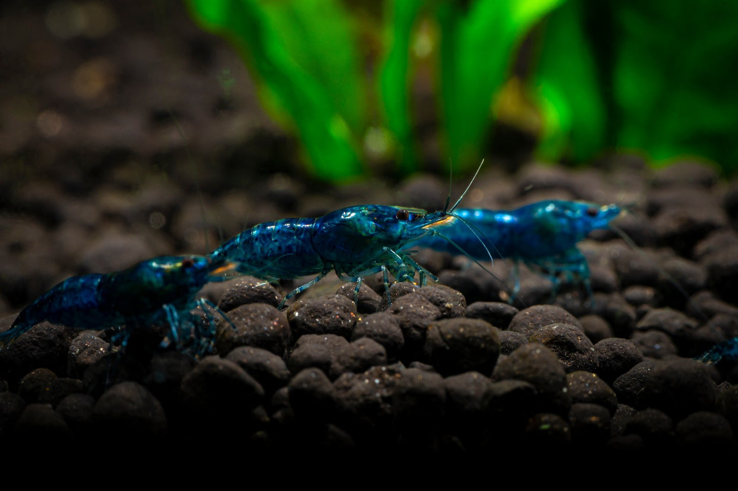10+1 BLUE SOLID SHRIMP Live Freshwater – Hardy & Peaceful – FREE Shipp