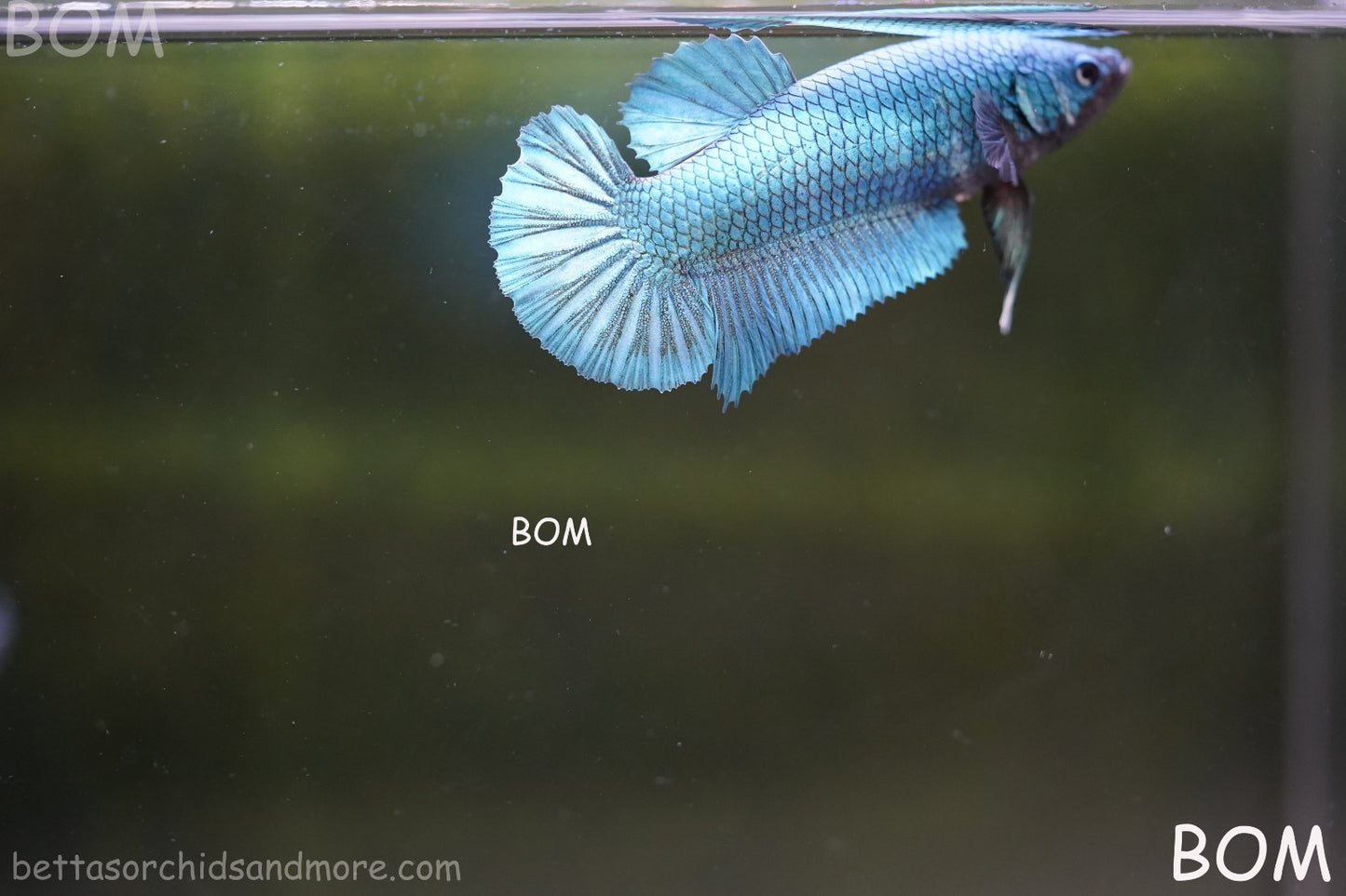 LIVE BETTA GIANT FEMALE BLUE SERIES | BOM-A310