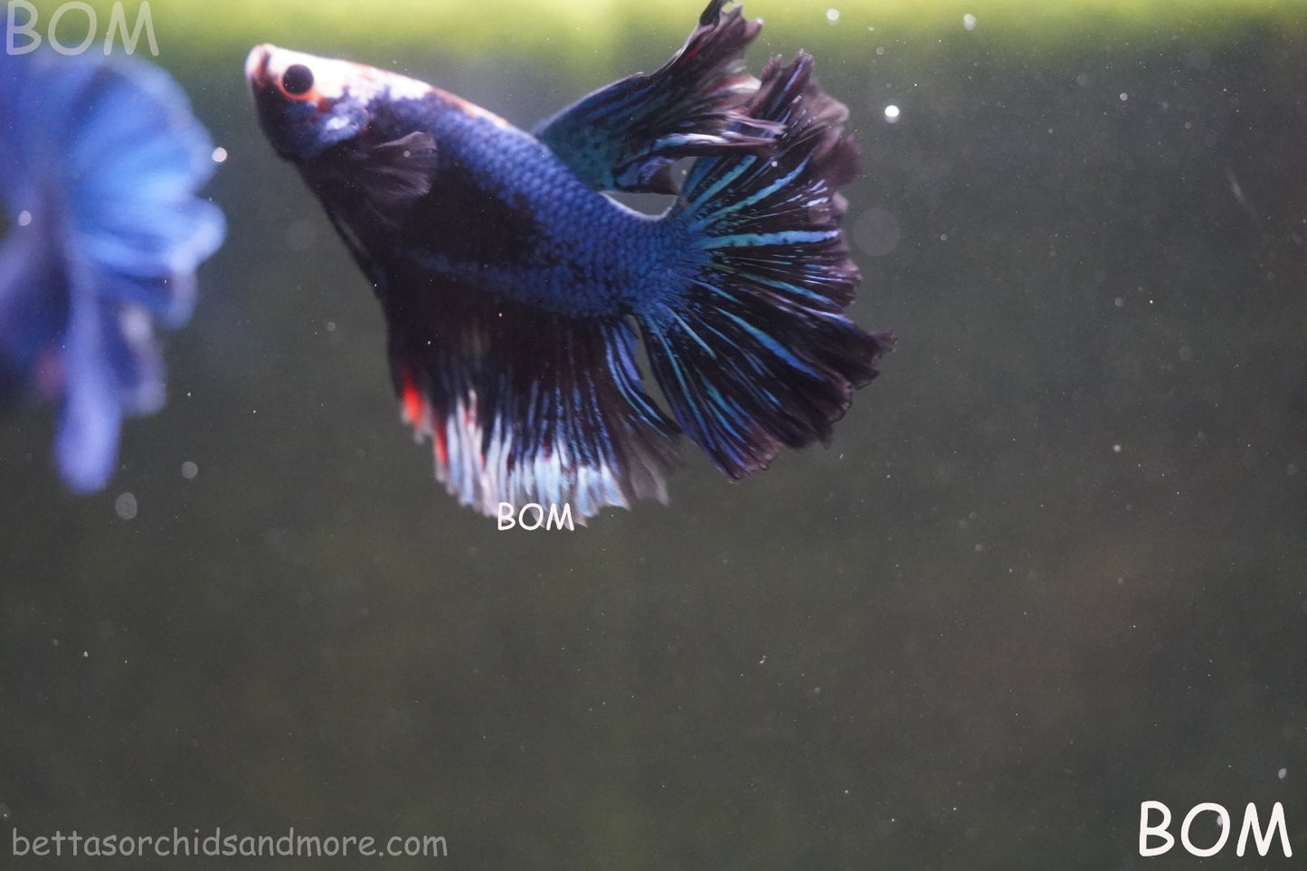 BETTA MALE LIVE HALF MOON TAIL MIDNIGHT BLUE  : Unique Fish | BOM-429