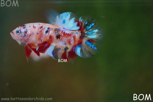 LIVE BETTTA BIG MALE MULTICOLOUR HMPK | BOM-A119