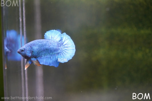 MALE GREEN ARMOUR SERIES Plakat Betta Fish: Live HMPK YELLOW TIE BOM-A65
