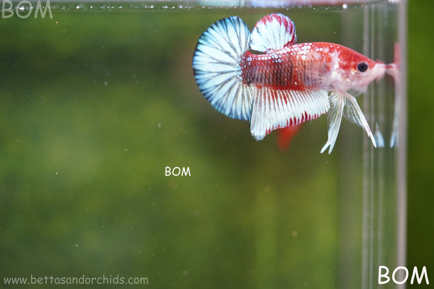 MALE BETTA PLAKAT JUNIOR MULTICOLOUR | BOM845