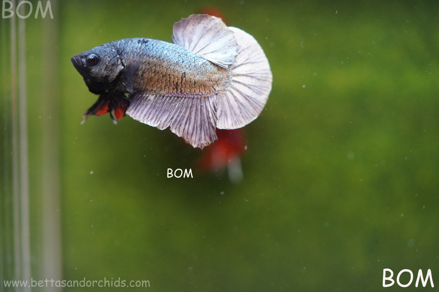 MALE COPPER SERIES HMPK Betta Fish: Live HMPK | BOM988